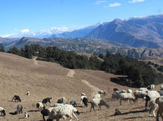 Sisal: The Resilient Wonder Fiber from Mexico’s Heartland